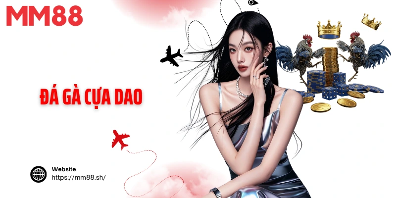 Đá gà cựa dao